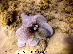 octopus
natural ligth, Olympus 8080 wide angle by Paola Massa 
